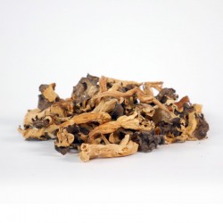 Chanterelles sauvages...